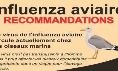 GRIPPE AVIAIRE